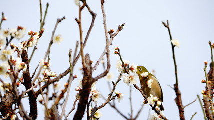 メジロと梅の木