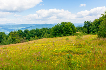 mountain meadow. beech forest on the edge of a hill. wonderful summer landscape with fluffy clouds on a blue sky. wild herbs among the grass. ridge rolling in to the distance