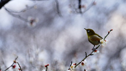 メジロと梅の木