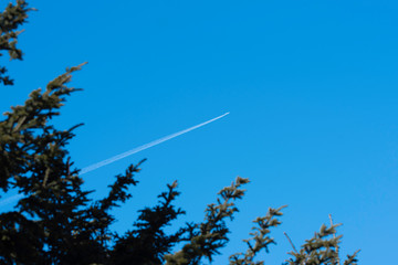 white trail airplane between fir branches