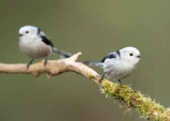 Long tailed tit (Aegithalos caudatus)