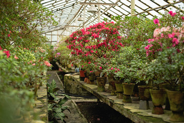 Blooming hybrid Azalia Rhododendron hybridum selection in a greenhouse. flower background. Soft focus.