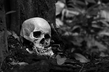 Skull and jaw put on old timber in the scary graveyard which has dim light ground background