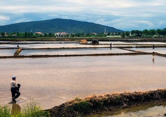 Peasant working in a rice field.