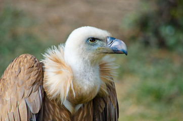 Griffon vulture