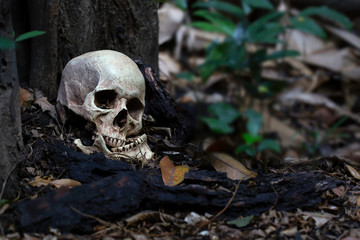 Skull and jaw put on old timber in the scary graveyard which has dim light ground background