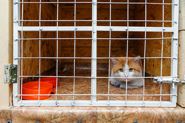 Cat in an animal cage in a clinic. Hotel for animals