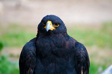Verreaux's eagle. Madrid zoo, Spain
