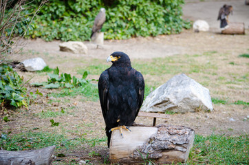 Verreaux's eagle. Madrid zoo, Spain