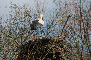 The white stork (Ciconia ciconia) in Madrid, Spain.