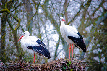 The white stork (Ciconia ciconia) in Madrid, Spain.