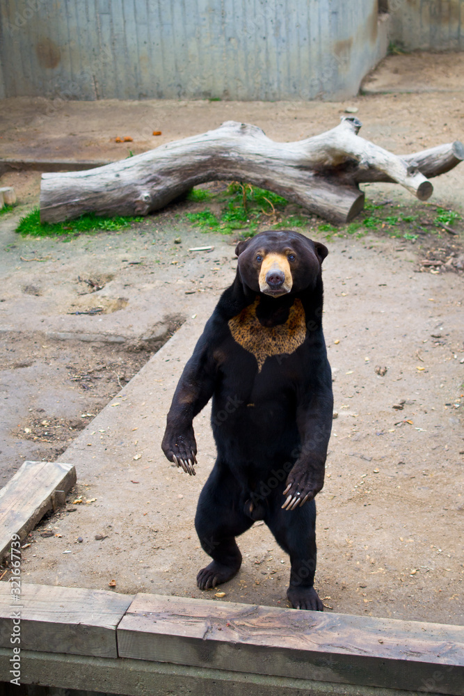 Wall mural Sun bear (Helarctos malayanus)