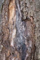 tronc d'arbre, gros plan sur l'écorce. tree trunk, close-up on bark