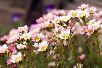 Fototapeta na wymiar wildflowers pink