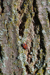 punaise rouge sur le tronc d'arbre , un chêne. red pushpin on an oak tree trunk.