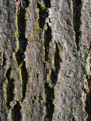 tronc d'arbre, gros plan sur l'écorce. tree trunk, close-up on bark
