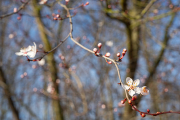 Amandier avec fleurs et bourgeons. Almond tree with flowers and buds.