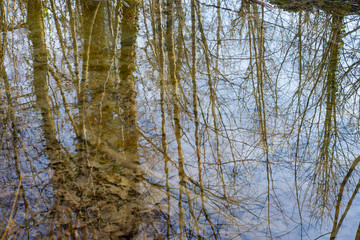 Fototapeta premium reflet dans l'eau d'arbres. reflection in the water of trees