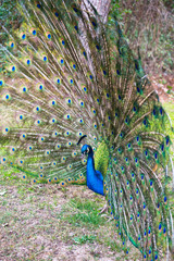 Obraz premium Beautiful peacock with spread tail