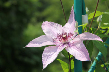 Clematis Hagley Hybrid pink flower star