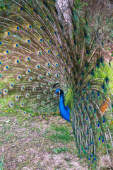 Obraz premium Beautiful peacock with spread tail