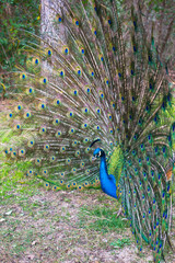 Obraz premium Beautiful peacock with spread tail