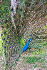 Obraz premium Beautiful peacock with spread tail