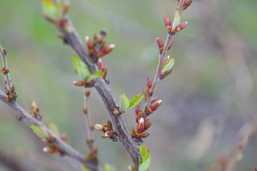 tree buds in spring young plum tree