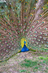 Beautiful peacock with spread tail