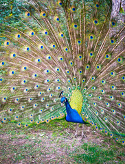 Fototapeta premium Beautiful peacock with spread tail