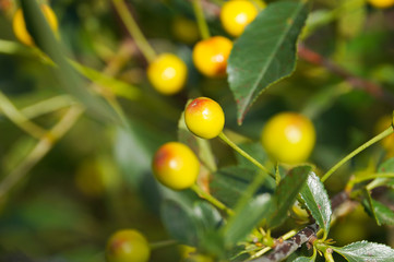 young berries of a cherry on a branch