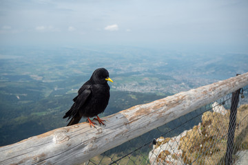 Black crow perched on a wooden battens on beautiful panorama view background, copy space