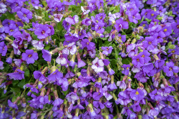 Naklejka premium Lovely small violet and small green leafs for background, copy space, wallpaper