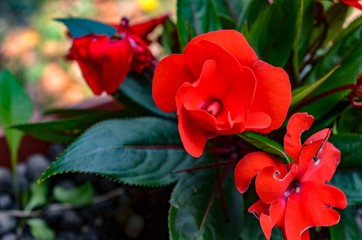 red flower in the garden