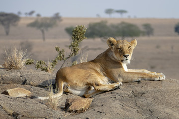 Fototapeta na wymiar A lioness walks in the savannah and rests, Serengeti, Tanzania