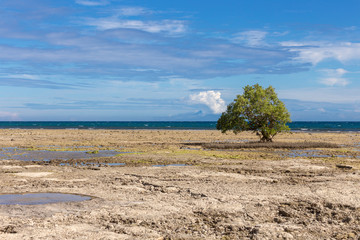 Fototapeta na wymiar Serene landscape of lonely tree in the deserted seashore, low tide.
