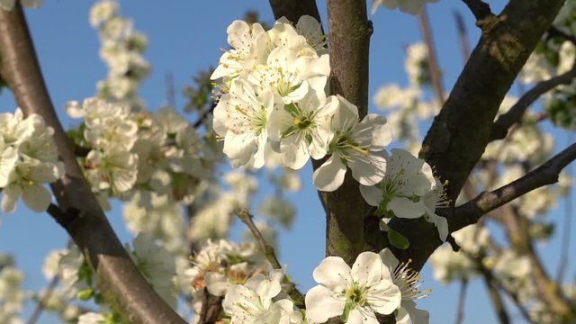 Kirschbaum mit Kirschblüten, Nahaufnahme in Zeitraffer