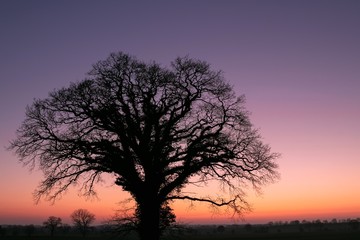 tree with pastel colored sky at dawn in winter