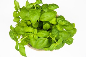 High angle view on isoalted basil plant, white background