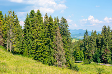 forested hill of carpathian mountains. clouds on the blue sky. ridge in the distance. sunny afternoon weather in summer.