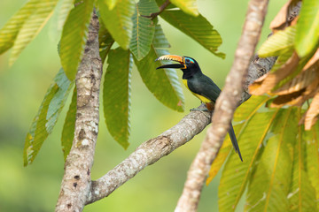 Lettered aracari (Pteroglossus inscriptus), is a species of bird in the toucan family.