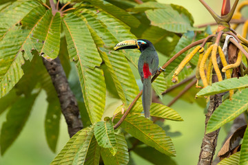 Lettered aracari (Pteroglossus inscriptus), is a species of bird in the toucan family.