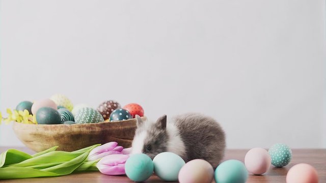 Cute Easter bunny on wooden table with colorful eggs and tulips . Easter holiday decorations, Easter concept background.