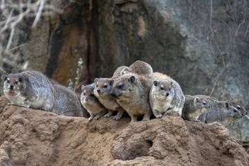 a group of damans resting on a rock, Tanzania.