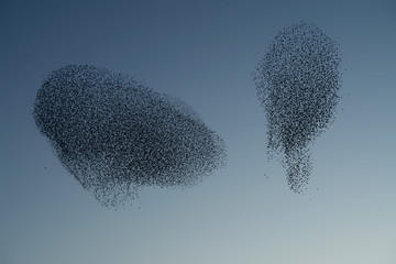 Beautiful large flock of starlings. During January and February, hundreds of thousands of starlings gathered in huge clouds. Hunting the starlings.
