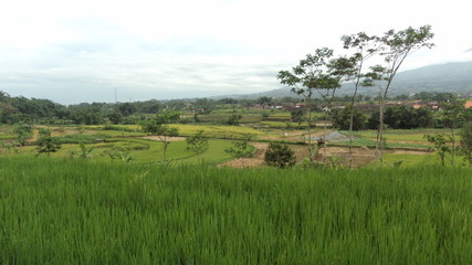Fototapeta premium rural natural scenery