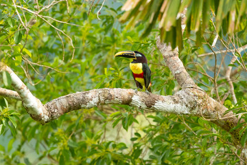 Chestnut-eared aracari, or chestnut-eared araçari (Pteroglossus castanotis), is a bird native to central and south-eastern South America. 