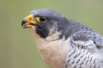 Peregrine Falcon