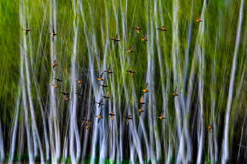 Birds. Motion nature blur background. 