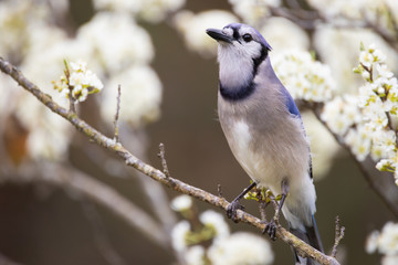 Bluejay in Plum Tree